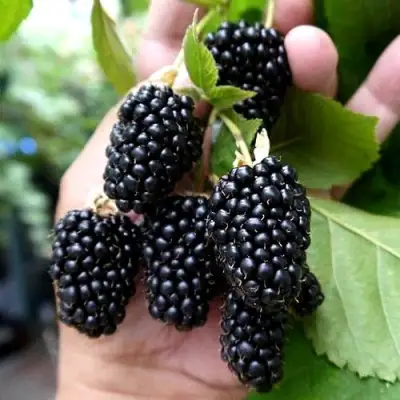 Ежевика ПРАЙМ АРК 45 ремонтантная   в Жлобине