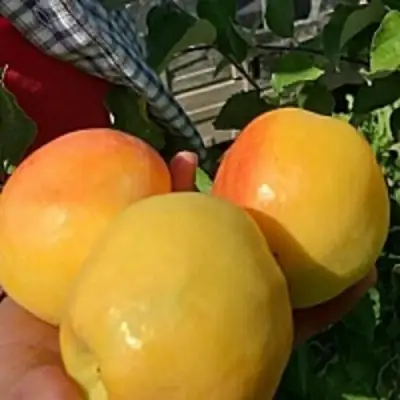 Яблоня АНТОНОВКА ЗОЛОТАЯ в Жлобине