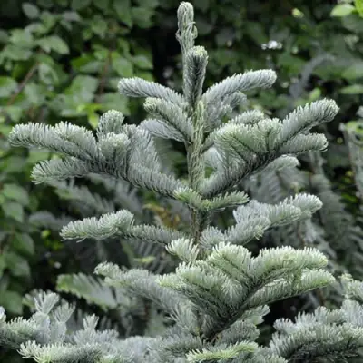 Пихта благородная в Жлобине