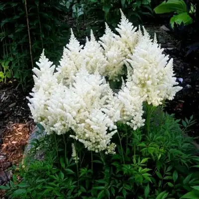 Астильба ДОЙЧЛАНД японская в Жлобине