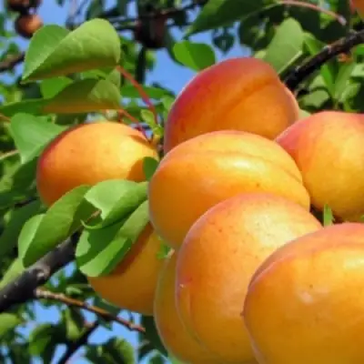 Абрикос ЭДЕЛЬВЕЙС в Жлобине