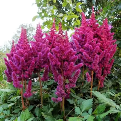 Астильба ВИЖНС китайская в Жлобине