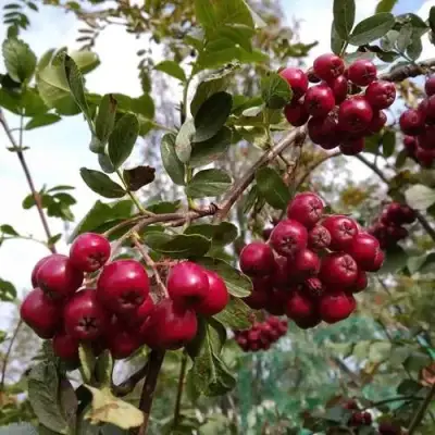 Рябина ГРАНАТНАЯ сладкоплодная в Жлобине