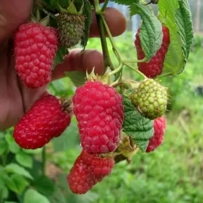 Малина ЛЯЧКА (ЛАШКА, ЛЯШКА) в Жлобине