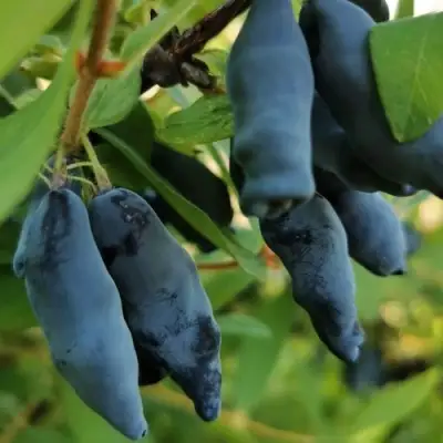 Жимолость съедобная СИЛЬГИНКА в Жлобине