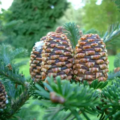 Пихта ФРАЗЕРА в Жлобине