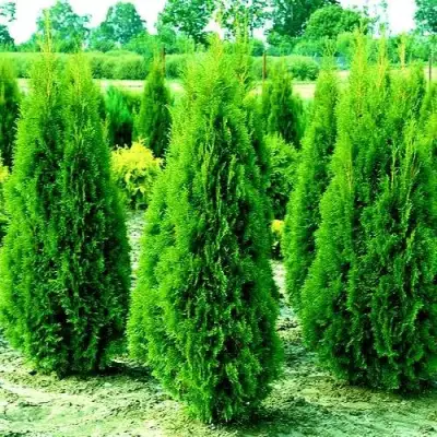Туя ВИДМАНТ западная в Жлобине