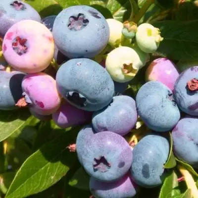 Голубика ЭЛИЗАБЕТ в Жлобине