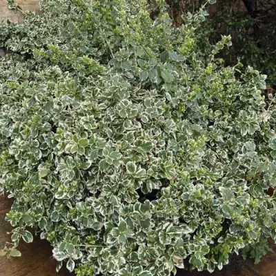 Бересклет ЭМЕРАЛЬД ГАИТИ форчуна  в Жлобине