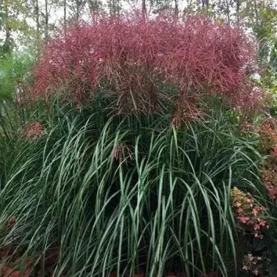 Мискантус МАЛЕПАРТУС китайский  в Жлобине