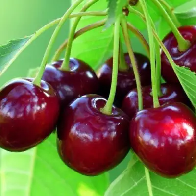 Вишня ВЯНОК в Жлобине