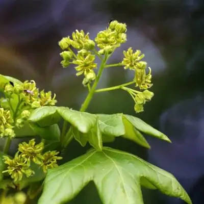 Клен полевой в Жлобине