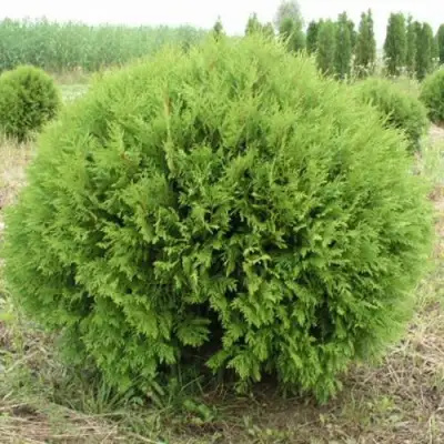 Туя ГЛОБОЗА западная в Жлобине