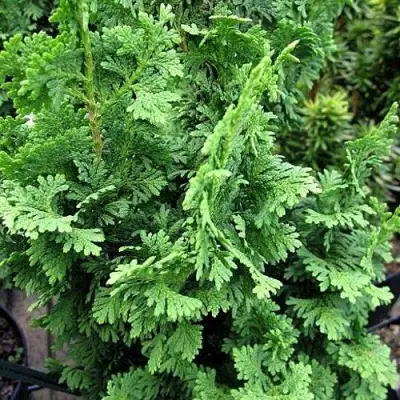 Туя ЗМАТЛИК западная в Жлобине