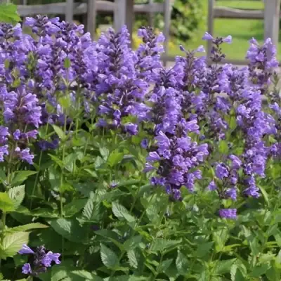 Котовник БЛЮ ДРИМС полусидячий в Жлобине