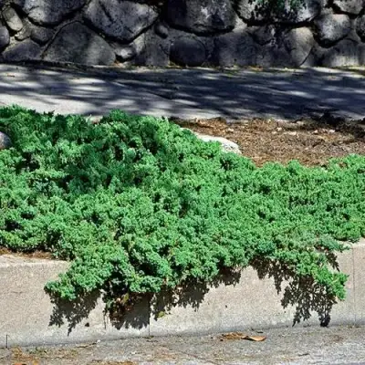 Можжевельник НАНА лежачий в Жлобине