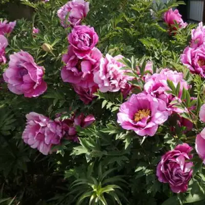 Пион ВРАТА ХРАМА древовидный  в Жлобине