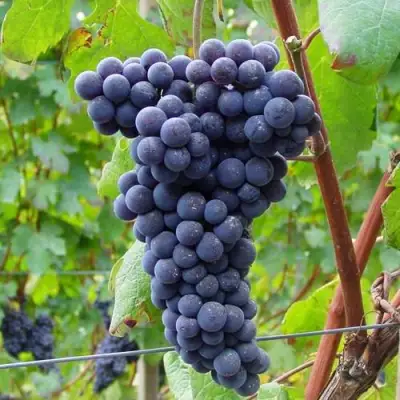 Виноград МУКУЗАНИ в Жлобине