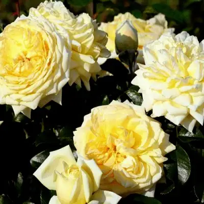 Роза НАДЯ МЕЙДИЛАНД почвопокровная в Жлобине