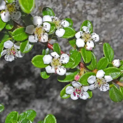 Кизильник ТАНГСТЕДТ горизонтальный  в Жлобине