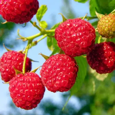 Малина МЕТЕОР в Жлобине