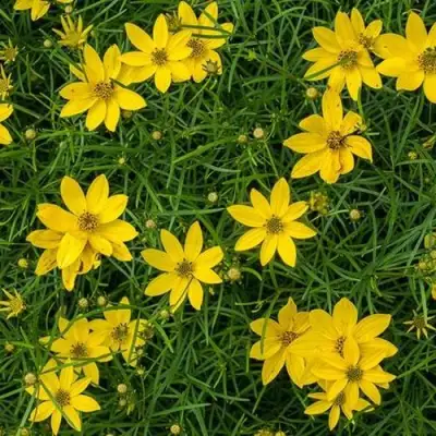 Кореопсис мутовчатый в Жлобине