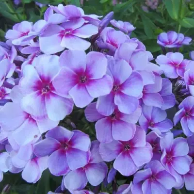 саженцы флокса