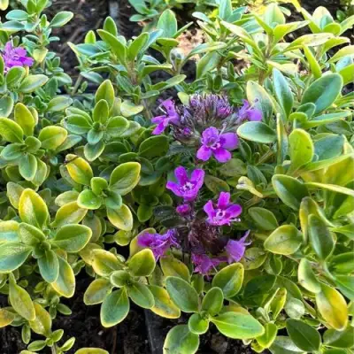 Тимьян АРЧЕРЗ ГОЛД в Жлобине