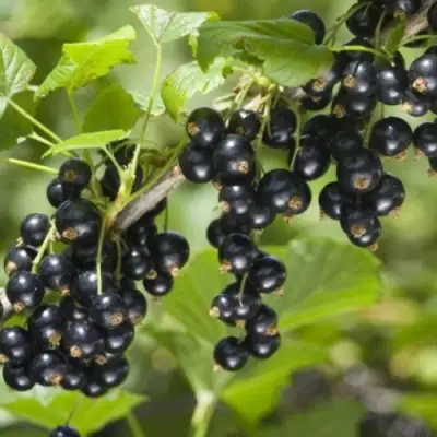 Смородина черная БЕН КОНАН в Жлобине