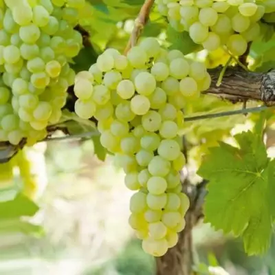 Виноград КИШМИШ МУСКАТНЫЙ в Жлобине