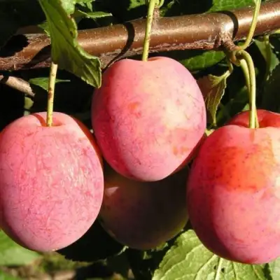 Слива ВИКТОРИЯ в Жлобине