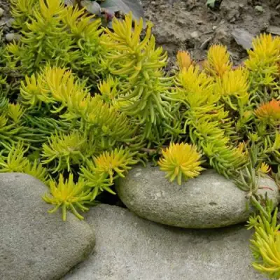 Очиток (седум) АНГЕЛИНА оттогнутый в Жлобине