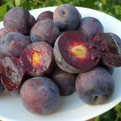 Сливово-вишневый гибрид МЕЙНОР в Жлобине