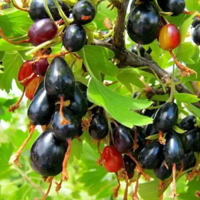 Смородина золотистая БОКАЛИНСКАЯ в Жлобине