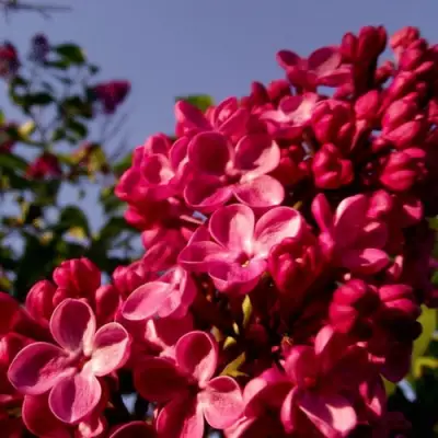 Сирень КРАСНАЯ МОСКВА в Жлобине