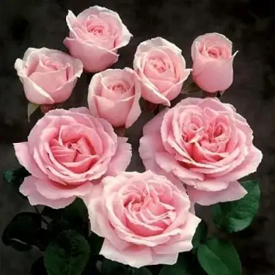 Роза ФРЕДЕРИК МИСТРАЛЬ чайно-гибридная в Жлобине