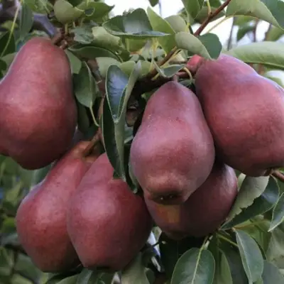 Груша РЕД ВИЛЬЯМС в Жлобине