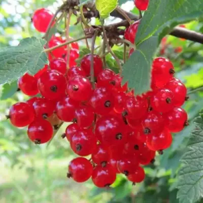 Смородина красная КРАСНАЯ АНДРЕЙЧЕНКО в Жлобине