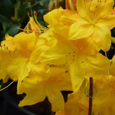 Азалия ЛИМЕТТА листопадная в Жлобине