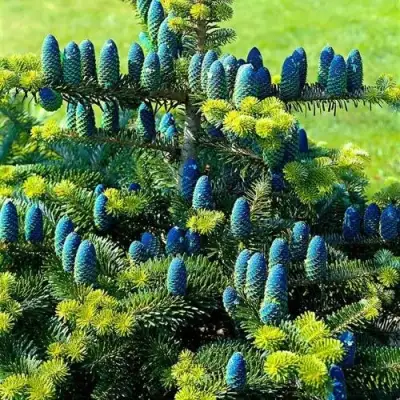 Пихта корейская  в Жлобине