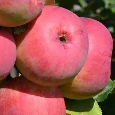 Яблоня ВЭМ-РОЗОВЫЙ в Жлобине