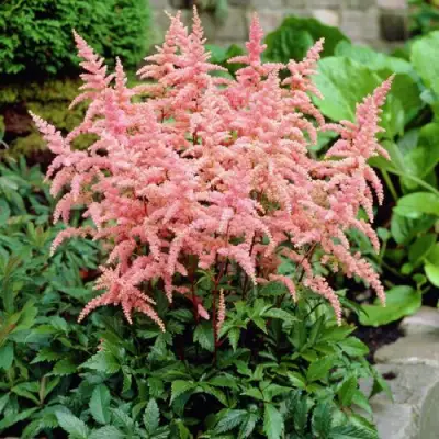 Астильба БРЕССИНГЕМ БЬЮТИ Арендса в Жлобине