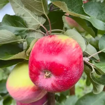 Яблоня АРБАТ колонновидная в Жлобине