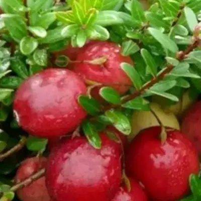 Клюква ХОЛЬШТАЙН в Жлобине