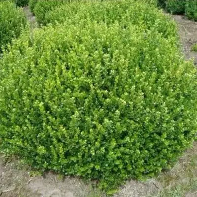 Самшит ФОЛКНЕР в Жлобине