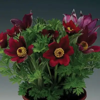 Прострел ПИНВИЛ РЕД ШЕЙДЕС в Жлобине