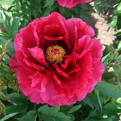 Пион КРАСНЫЙ ГИГАНТ древовидный в Жлобине