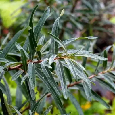 Облепиха АДАМ (МУЖСКАЯ) в Жлобине