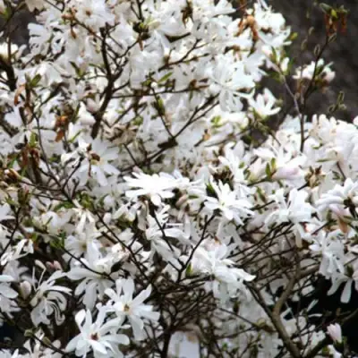 Магнолия СТЕЛЛАТА в Жлобине