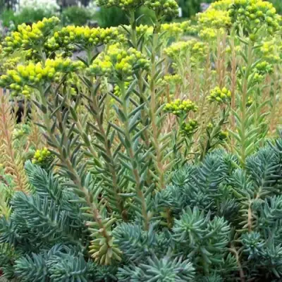 Очиток (седум) отогнутый в Жлобине